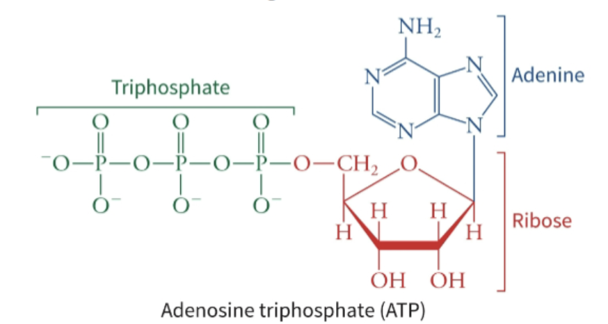 <p>Nucleotides are the building blocks of nucleic acids.</p><p><strong>ATP</strong>!!! is an example of a nucleotide. It has the standard nucleotide structure: a <strong>nitrogenous base</strong>: adenine, a <strong>5-carbon sugar</strong>: ribose, <strong>three phosphate groups</strong>: triphosphate chain. Because it contains a BASE, SUGAR, and a PHOSPHATE group, it fits the definition of a nucleotide.</p>
