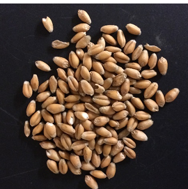 <p>Energy Feed</p>