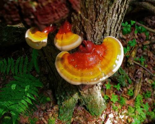 <p>Reishi</p>