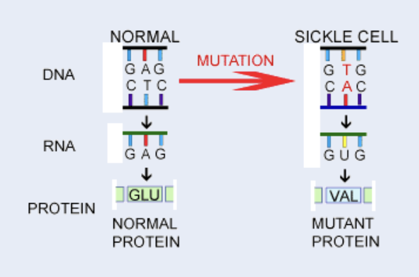 <p>Only one amino acid is substituted in the haemoglobin</p><p>The haemoglobin still functions but it folds differently, changing the</p><p>shape of the red blood cell</p><p>This affects the way the haemoglobin can carry the oxygen</p><p>The substitution causes a missense mutation, where the codon now codes for a different amino acid.</p>