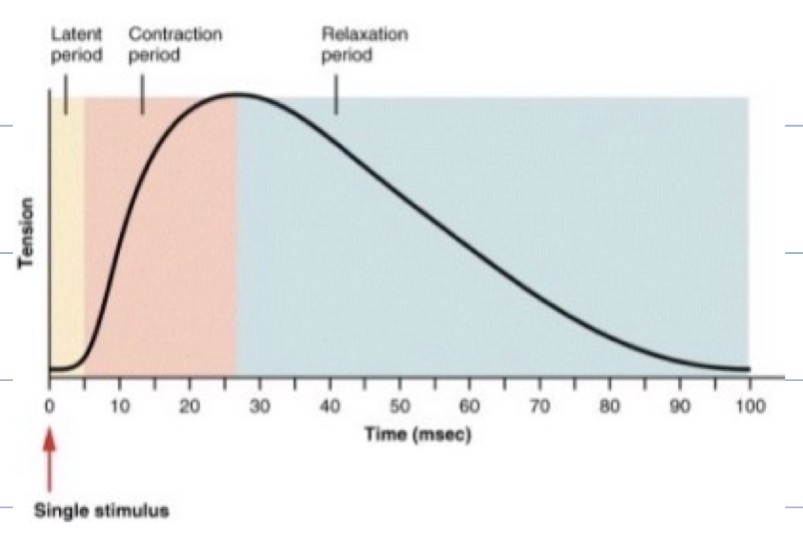 <p><strong>Twitch</strong> = the pattern of tension (T) produced by a <u>single action potential</u></p><ul><li><p>T = force generated from crossbridge cycling</p></li><li><p>AP = 1-2 milliseconds (over before any T exists)</p></li><li><p>Delay before any T</p><ul><li><p>Latent period (& release of Ca<sup>2+</sup>)</p></li><li><p>Get crossbridge cycling started</p></li></ul></li><li><p>Build to peak</p></li><li><p>Delay before there’s no T</p><ul><li><p>Remove all Ca<sup>2+</sup></p></li></ul></li></ul><p></p>