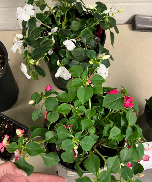 <ul><li><p>light serrations to the leaves</p></li></ul><p></p>