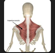 <p>Trapezius</p>
