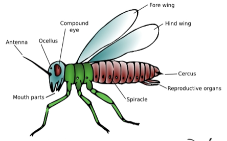 <p>what is the phylum/subphylum and class of this organism</p>