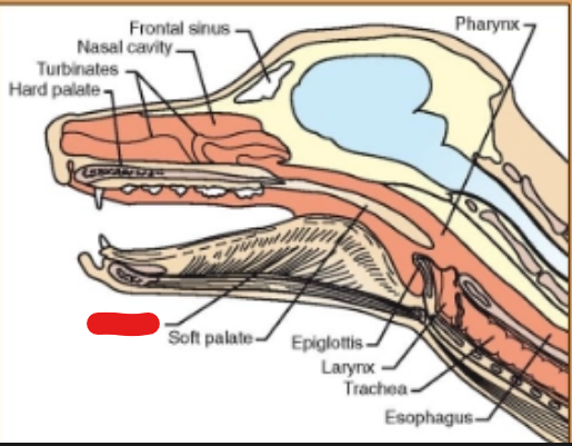<p>what is it (Respiratory System)</p>
