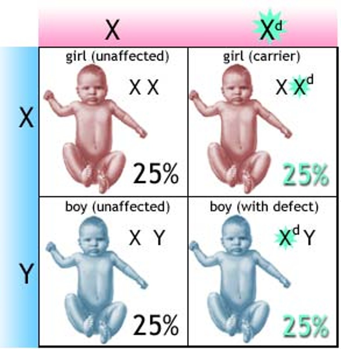 <p>genes found on the X chromosome;</p><p>- X chromosome has many characters unrelated to Sex determination.</p><p>- For a recessive trait, a female needs two copies of the allele(XX), while males need one (XY)</p><p>- Males attract more X-linked gene disorders</p>