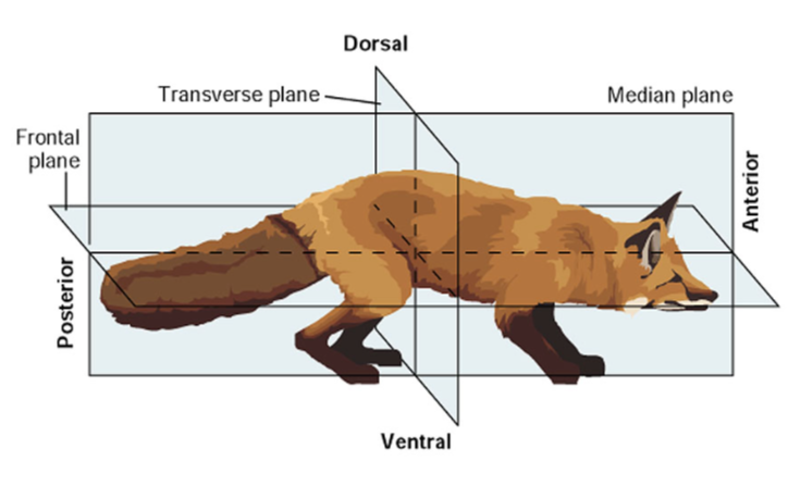 <p>toward front/head area</p>