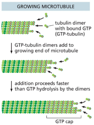 <p>Microtubule (MT) Assembly (Growth)</p>