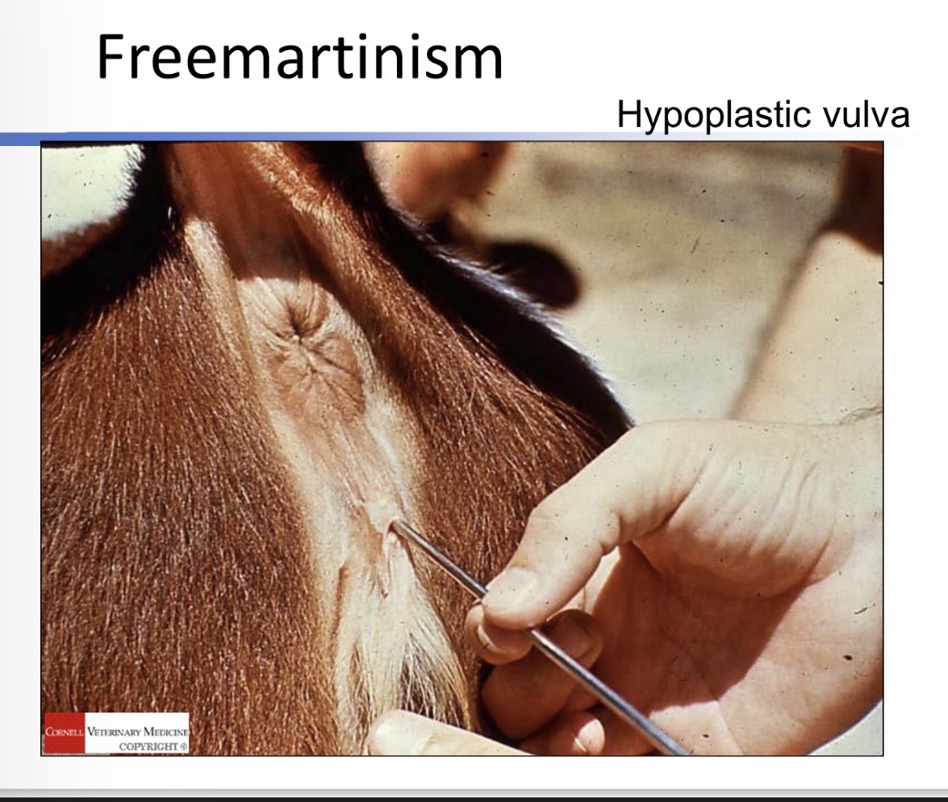 <p>Freemartinism - def</p>