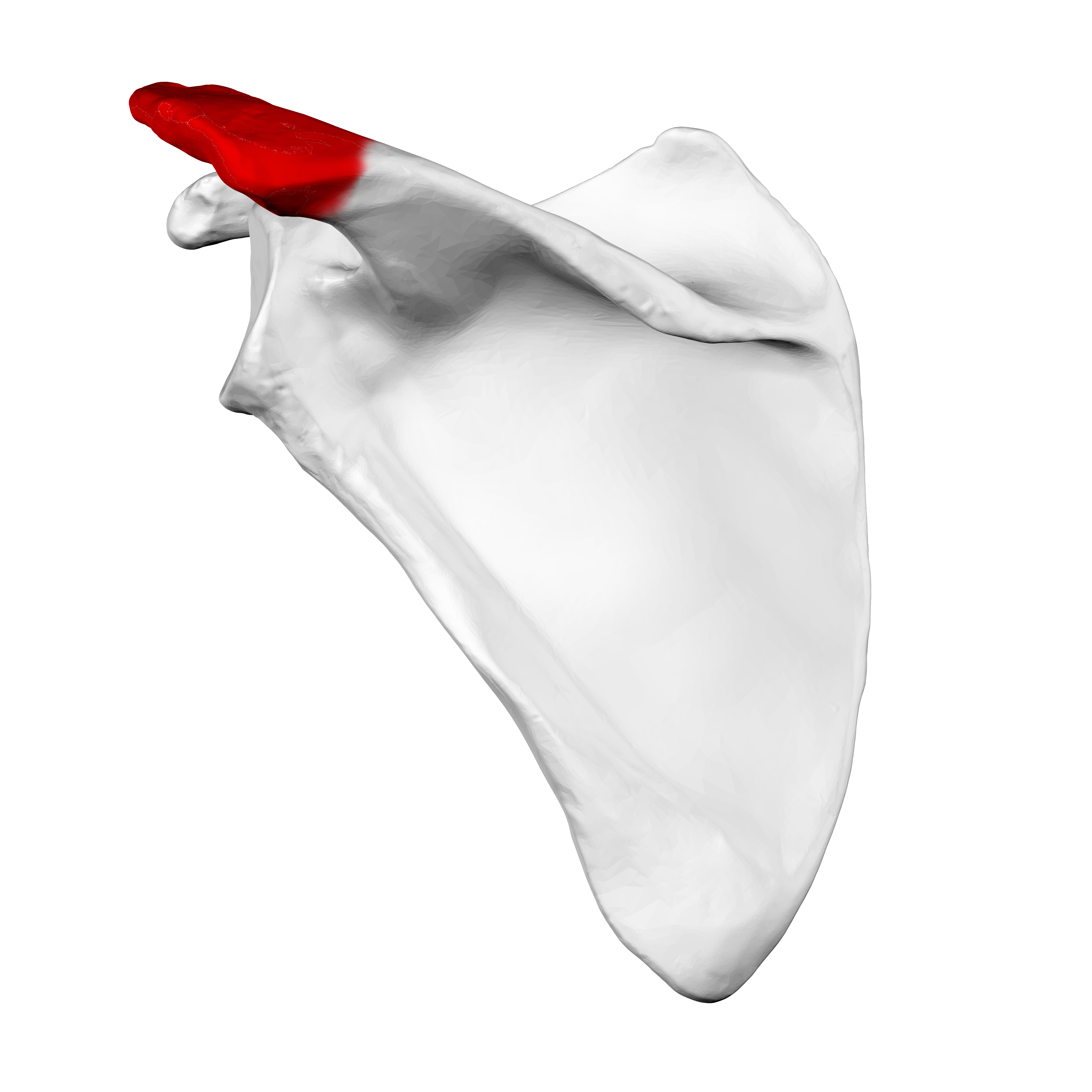 <p>Acromion process</p>