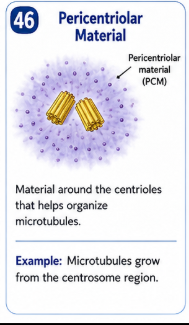 <p>Material surrounding the centrioles ,organizes microtubules. </p>