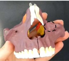 knowt flashcard image
