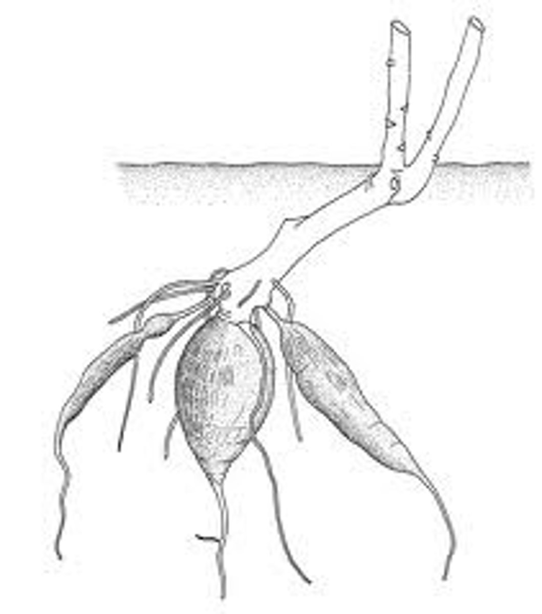 <p>A tuberous root is an enlarged fleshy root modified as a storage organ with shoots produced at one end and roots produced at the other. Dahlia. Sweet potato is produced from a tuberous root. Botanically, tuberous roots differ from true tubers because tubers are modified stem tissue.</p>
