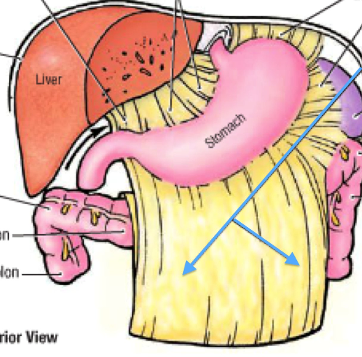 <p>double layer of peritoneum that connects the greater curvature of the stomach to the musculature of the abdominal wall (specialized transverse mesocolon attaches large intestine to posterior abdominal wall)</p>