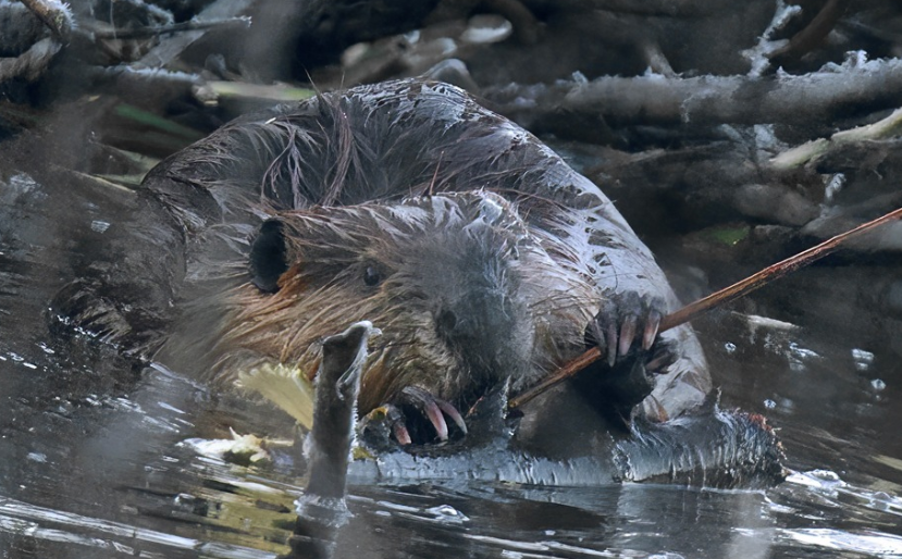 <p>American badger</p>