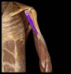 <p>Identify the structure</p>