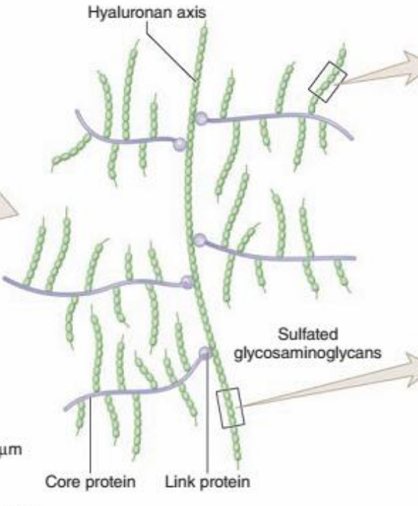 <p>Proteoglycan:Tạo từ một trục protein và liên kết với hàng trăm ptu glycosaminglycan(trừ hyaluronic)</p><p>Tập hợp proteoglycan:Hyaluronic làm trục và gắn nhiều proteoglycan, với trung gian 2 ptu protein nối</p>