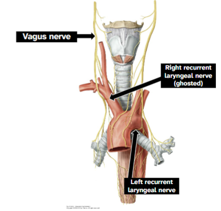 <p>Courses inside carotid sheath, anterior to subclavian artery, medial to phrenic</p><p>Right vagus nerve gives off right recurrent laryngeal nerve at right subclavian artery</p><p>Left vagus nerve gives off left recurrent laryngeal nerve</p><p>Gives off superior laryngeal n. branch</p><p><span data-name="black_small_square" data-type="emoji">▪</span> Internal laryngeal n. – branch of</p><p>sup. laryngeal n. that travels w/</p><p>superior laryngeal a.</p><p><span data-name="black_small_square" data-type="emoji">▪</span> External laryngeal n. – branch of</p><p>sup. laryngeal n. that travels w/</p><p>superior thyroid a.</p><p><span data-name="black_small_square" data-type="emoji">▪</span> Gives off recurrent laryngeal n. branch</p><p>that ascends between trachea &amp;</p><p>esophagus</p>