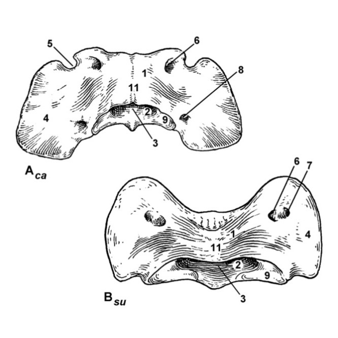 <p>Type the latin name of the part in 2.</p>