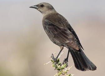 <p>What is the common name of this female bird?</p>
