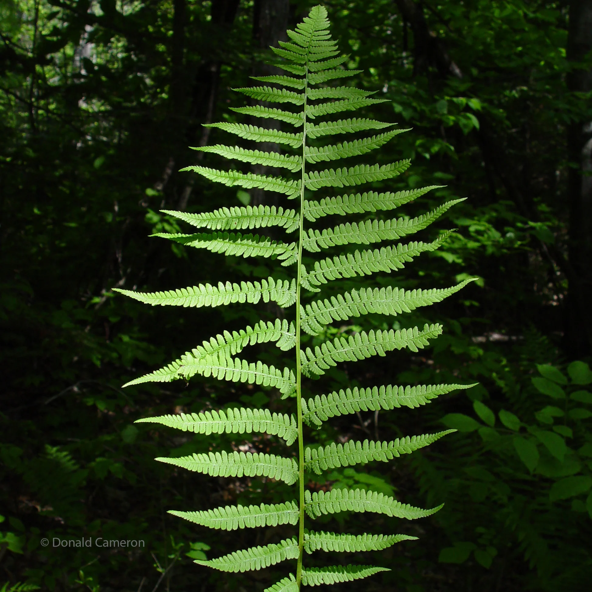 <p>Athyrium filix-femina</p>