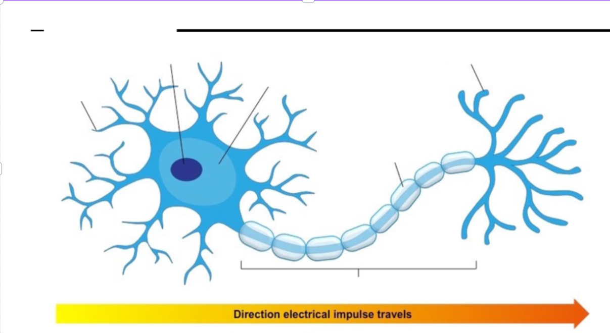 <p>Label this neuron</p>