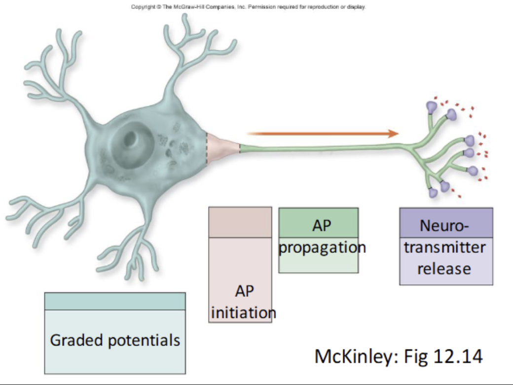 <p><strong>Similarities</strong></p><ul><li><p>Both are <strong>changes in membrane potential</strong></p></li><li><p>Both involve <strong>movement of Na⁺ and K⁺ ions</strong></p></li><li><p>Both are used for <strong>neuronal communication</strong></p></li></ul><p></p><p><strong>Differences</strong></p><p>1. Location</p><ul><li><p><strong>Graded:</strong> dendrites &amp; cell body</p></li><li><p><strong>Action:</strong> axon</p></li></ul><p></p><p>2. Type of channels</p><ul><li><p><strong>Graded:</strong> chemically-gated (stimulus-controlled)</p></li><li><p><strong>Action:</strong> voltage-gated</p></li></ul><p></p><p>3. Direction</p><ul><li><p><strong>Graded:</strong> spreads in multiple directions</p></li><li><p><strong>Action:</strong> one direction along axon</p></li></ul><p></p><p>4. Type of signal</p><ul><li><p><strong>Graded:</strong> can be <strong>depolarising OR hyperpolarising</strong></p></li><li><p><strong>Action:</strong> always follows the <strong>same pattern</strong> (depolarisation → repolarisation)</p></li></ul><p></p><p>5. Distance</p><ul><li><p><strong>Graded:</strong> short, decreases with distance</p></li><li><p><strong>Action:</strong> long, does not decrease</p></li></ul><p></p>