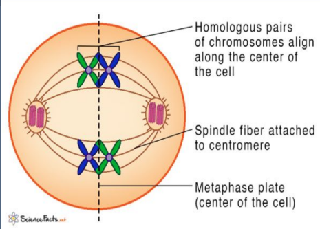 <p>- Homologous chromosome pairs line up at the center (equator).</p><p>- Each pair is called a tetrad. - Spindle fibers attach to each chromosome.</p><p>- Orientation is random (independent assortment).</p>