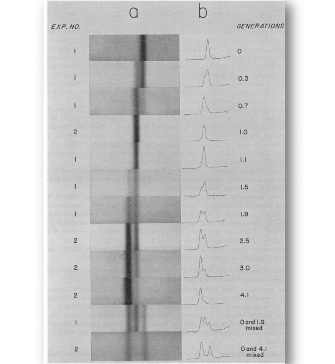 <p>Heavy DNA → hybrid DNA + light DNA</p><p>Bands of middle and light</p>