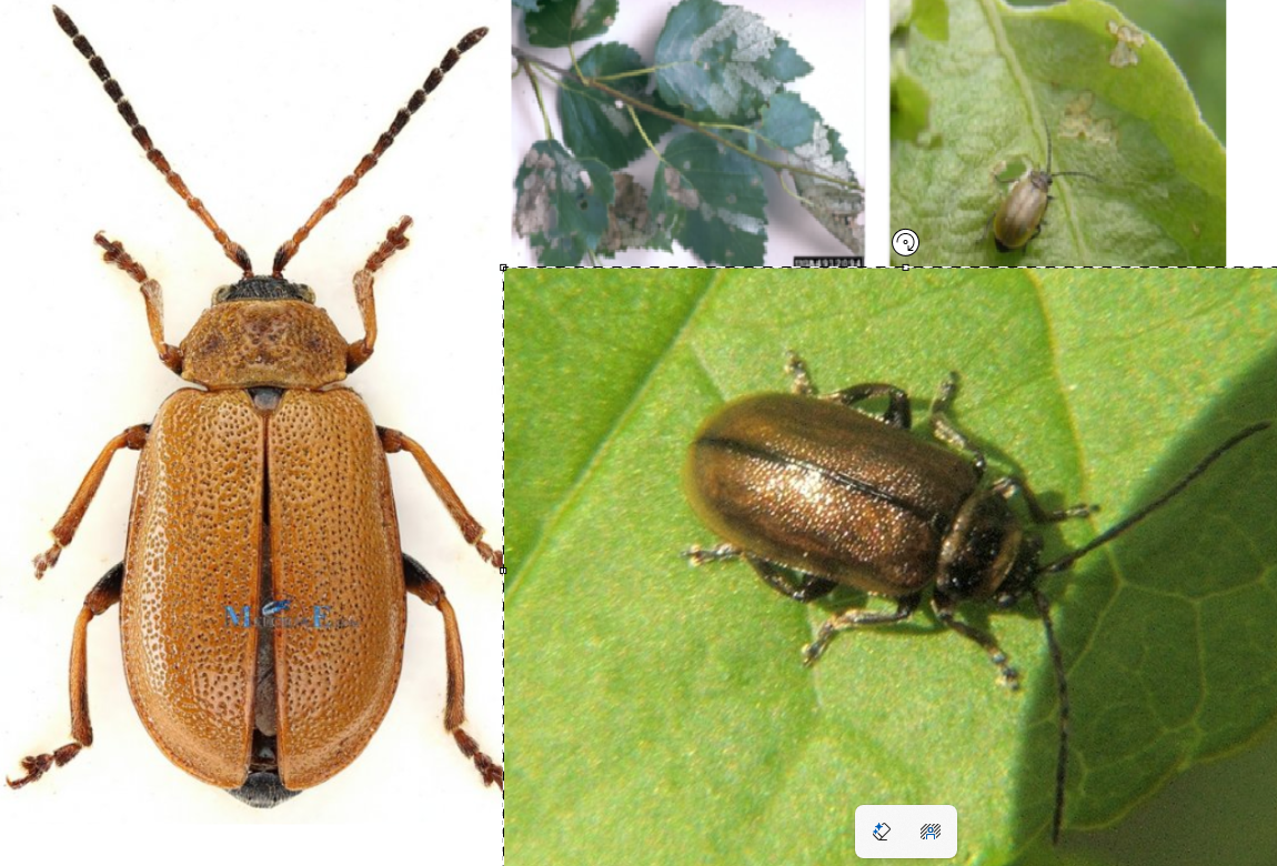 <p>Řád- česky latinsky</p><p>podřád- latinsky česky</p><p>čeleď- česky latinsky</p><p>druh -Česky</p>