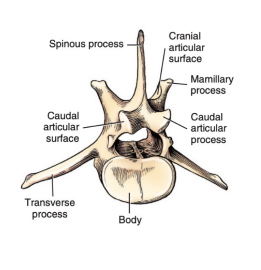 <p>Q: …… have longer bodies than thoracic vertebrae </p><p>A. Cervical vertebrae </p><p>B. Sacral vertebrae </p><p>C. Lumbar vertebrae </p><p>D. Coccygeal vertebrae</p>