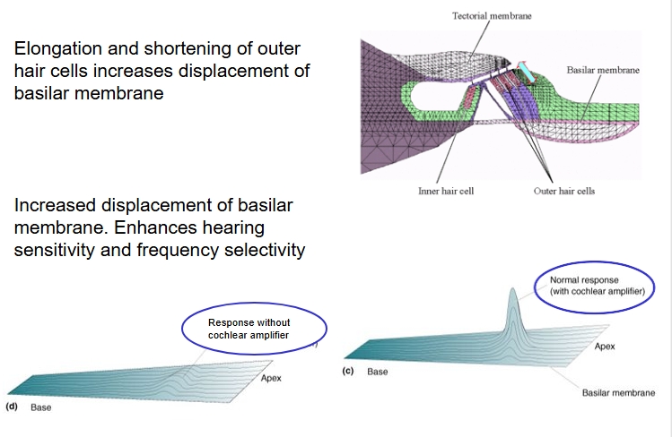 <p> by motor proteins in outer hair cells​</p><p><span style="line-height: 0px;">Elongation and shortening of outer hair cells increases displacement of basilar membrane</span></p><p class="Paragraph WhiteSpaceCollapse SCXP195682700 BCX8" style="text-align: left;"><span style="line-height: 0px;">Increased displacement of basilar membrane. Enhances hearing sensitivity and frequency selectivity</span></p>