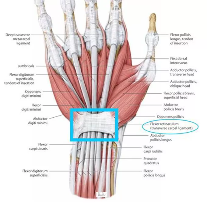 <ul><li><p>a strong, fibrous band of connective tissue in the wrist that bridges the arch of the carpal bones to form the roof of the carpal tunnel</p></li><li><p>protects the 9 forearm flexor tendons and the median nerve</p></li><li><p>attaches medially to the pisiform and the hook of hamate</p></li><li><p>attaches laterally to the tubercle of the scaphoid and the trapezium</p></li></ul><p></p>