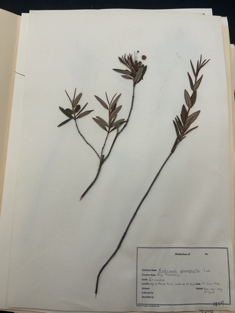<p>Bog Rosemary</p>