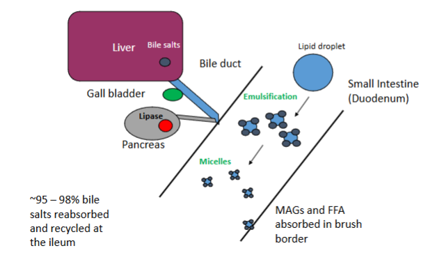 <p>~95 – 98% bile salts reabsorbed and recycled at the ileum</p><p>MAGs and FFA absorbed in brush border</p>