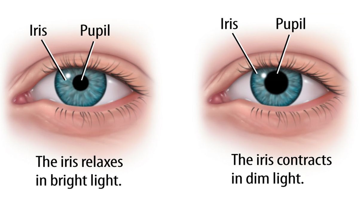 <p>Pupil</p>