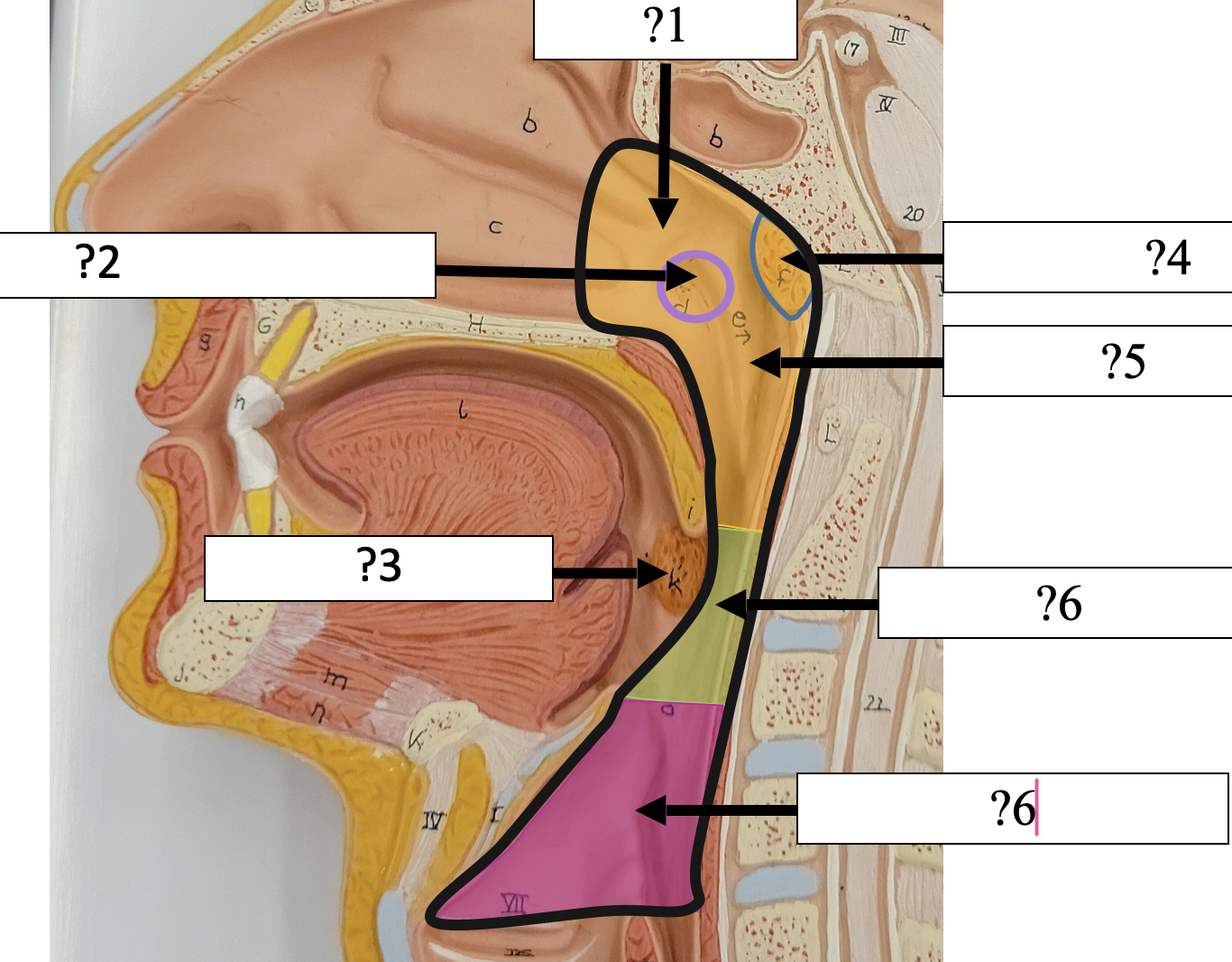 <p>5 Name the structure? </p>