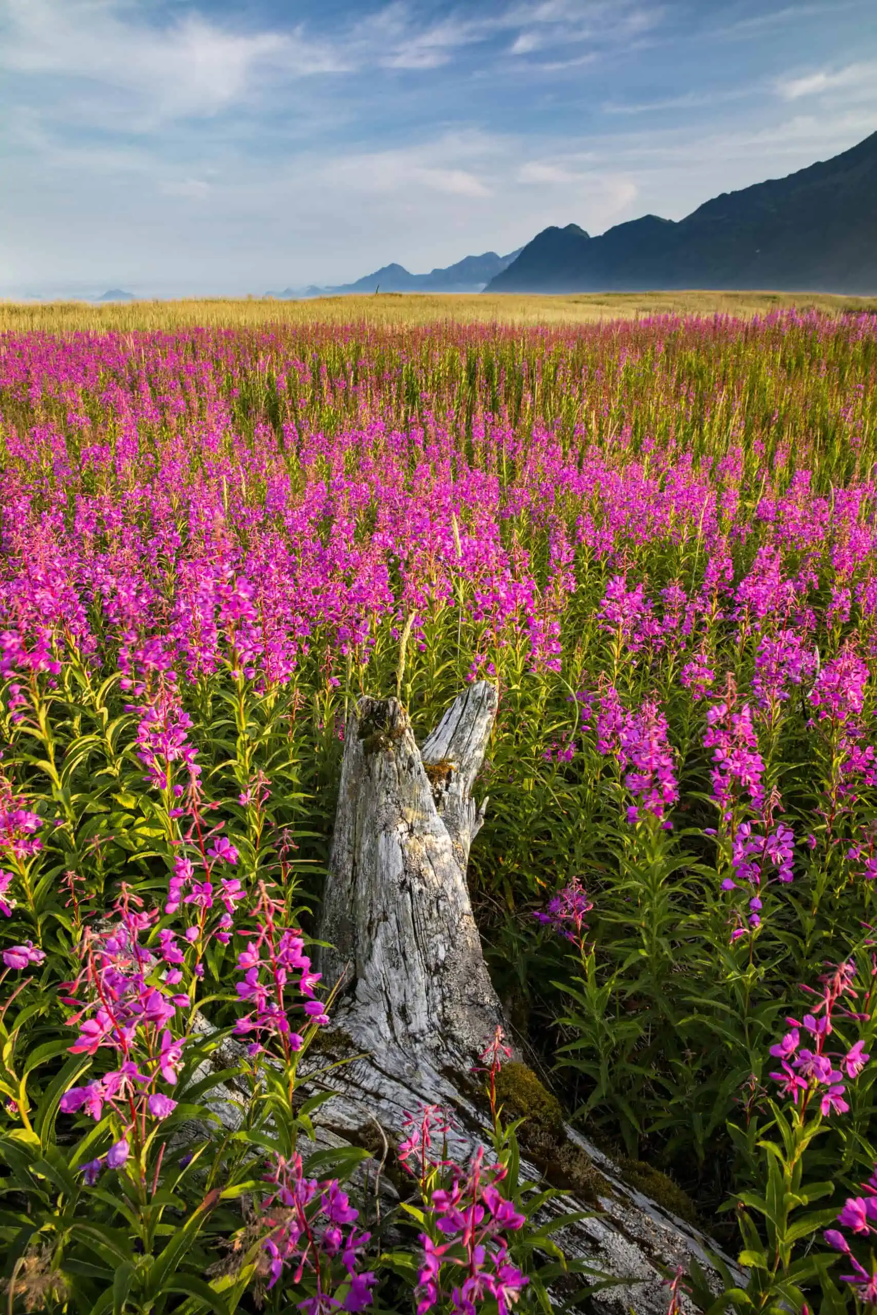 <p>fireweed*</p>