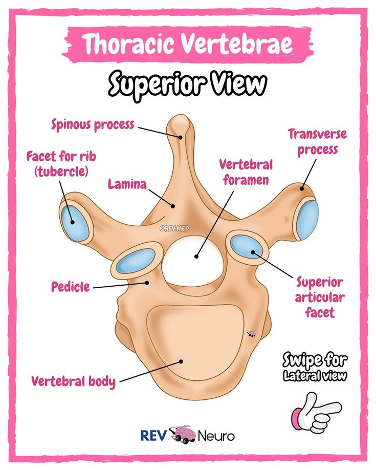<p>the short bony strut connecting the vertebral body to the lamina on each side </p>