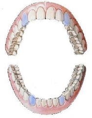 <p>canines</p>