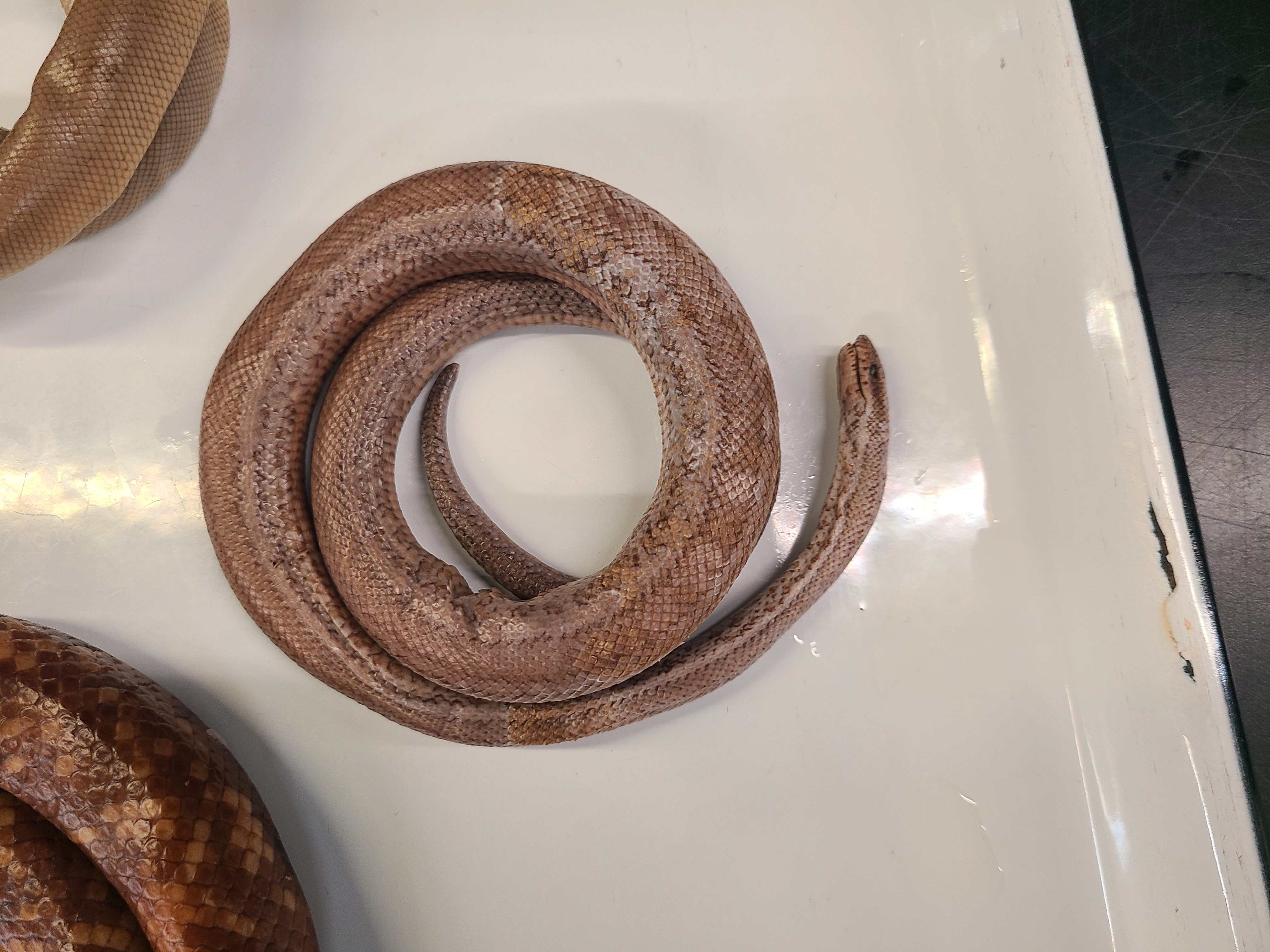 <p>Genus, Species, and feature</p>