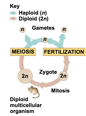 <p>Diplotonic cycle (animals)</p>