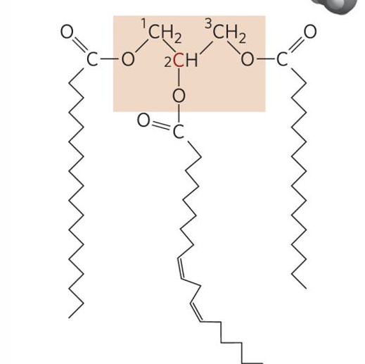 <p>Composed of three fatty acids, each in ester linkage with a single glycerol</p>