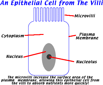 <p><span>Finger-like projections on the small intestine that increase surface area are called</span></p>