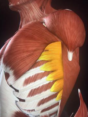 <p>Serratus Anterior Muscle</p>