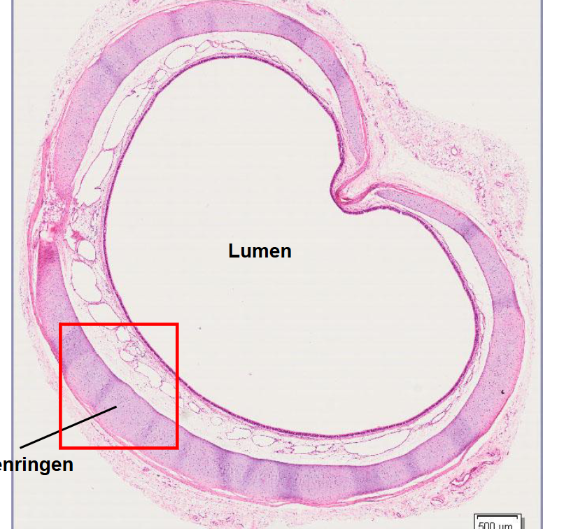 <p>preparaat en kleuring</p>