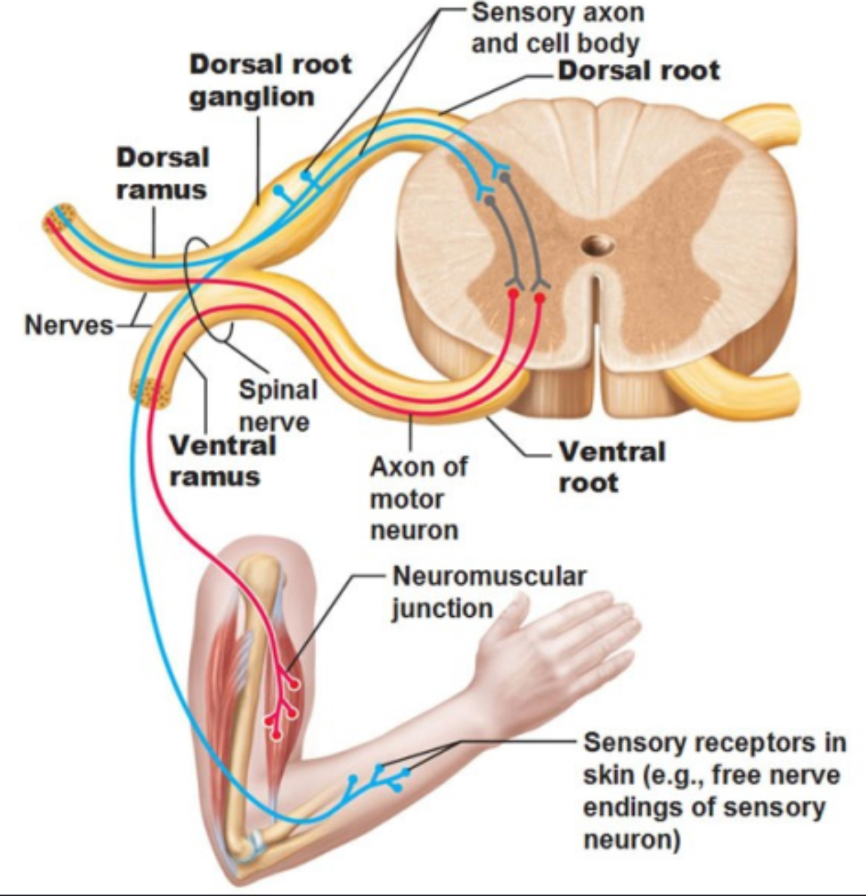 <p>Groups of cells or motor nuclei located in the front gray matter of the anterior horn of the spinal cord that sends vital movement information signals to the skeletal muscles </p>