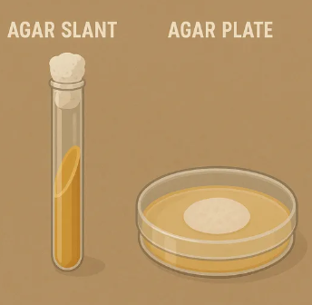 <p>A solid culture medium. Available as a plate or a slant. Check for appearance of colonies (large populations of cells).</p>
