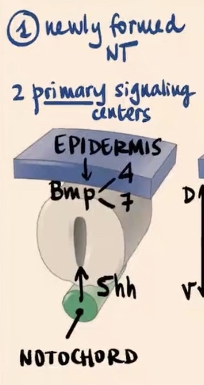 <p>1) Epidermis (external ectoderm)</p><p>2) Notochord</p>