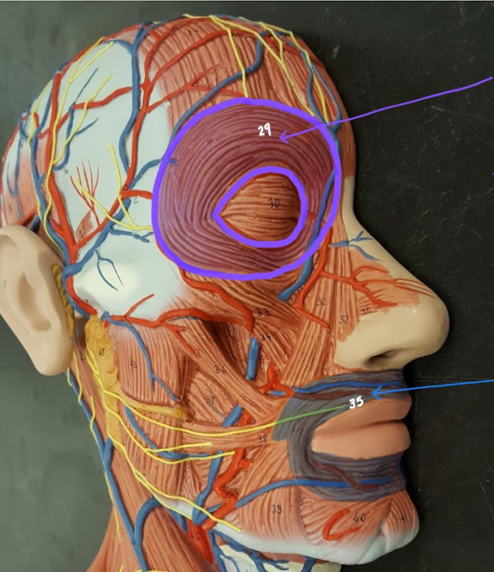 <p>Name the structure outlined in PURPLE</p>
